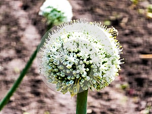 Closeup of bee on a white onion flower. Flowering onion, or alliums in the summer garden on the blurred background