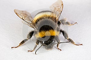 Closeup of a bee on a white surface
