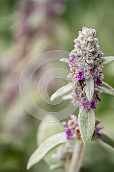 Closeup of a bee on woolly hedgenettle flower