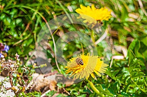 Closeup of a bee on a yellow dandelion in a field under the sunlight in Villeneuve in Switzerland