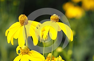 Closeup bee on yellow flower beautiful background nature in the garden