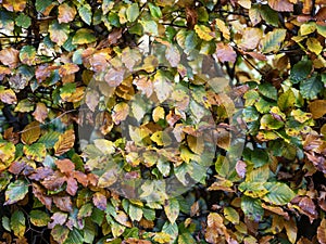 closeup of beech leaves on hedge with autumn colors in the fall