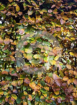 closeup of beech leaves on hedge with autumn colors in the fall