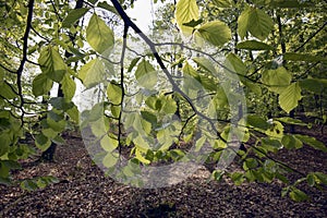 Closeup beech leaves