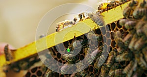 Closeup beehive frame with wax honeycombs, and a lot of bees on it, and a signed with a green point queen bee among them