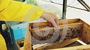 Closeup of beekeeper examining ang cleaning wooden frames in beehive in apiary