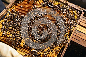 Closeup of a beekeeper holding a honeycomb full of bees.