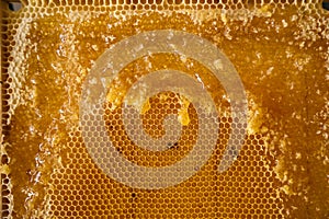 Closeup of a beekeeper holding a honeycomb full of bees.