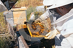 Closeup of a beekeeper holding a honeycomb full of bees.
