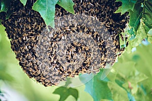 Closeup of bees on a beehive on a tree