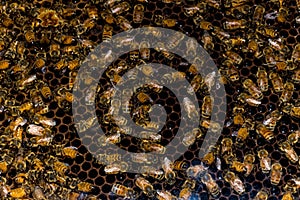 Closeup Bees Beehive