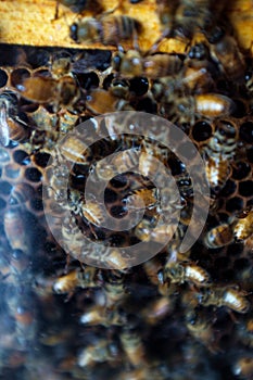 Closeup Bees Beehive