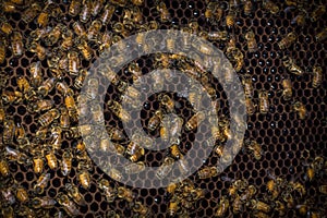 Closeup Bees Beehive