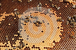 Closeup of bees in the hive
