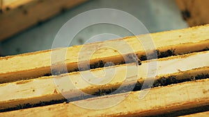 Closeup of bees in honey wooden frames at beehive in apiary