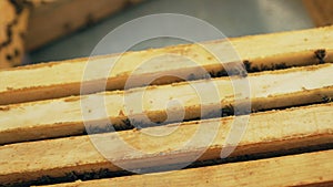 Closeup of bees in honey wooden frames at beehive in apiary