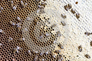 Closeup of bees on honeycomb in apiary - selective focus, copy space