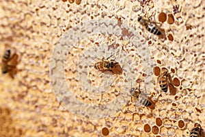 Closeup of bees on honeyframe closed with wax in apiary beehive selective focus