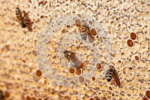 Closeup of bees on honeyframe closed with wax in apiary beehive selective focus