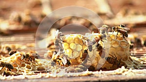 Closeup of bees moving and working on yellow honeycomb, bee breeding