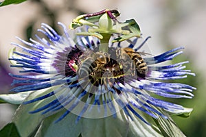 Closeup bees on passion flower