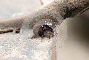 Closeup of a beetle perched atop a grunge metal surface