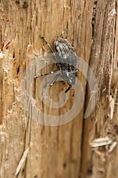 Closeup of a beetle on a tree in a forest on New Zealand`s Kepler Track, one of the South Island`s Great Walks