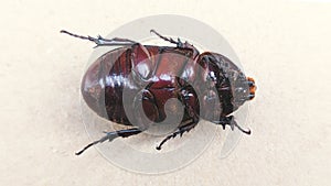 closeup of a beetle upside down on its back