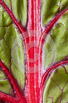Closeup of beetroot`s leaf