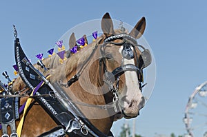 Closeup of Belgian Draft Horse at Country Fair