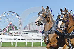 Closeup of Belgian Draft Horses at Country Fair