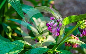 Closeup of the bell shaped flowers of a common comfrey plant, wild plant from Eurasia