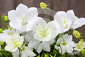 Closeup of bellflower blossoms.