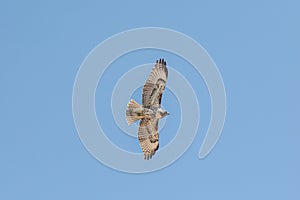 A closeup from below view of a red-tailed hawk against blue sky