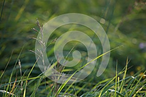 Closeup of bents in green grass.