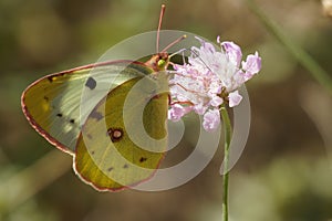 Closeup on Berger's clouded yellow butterfly , Colias alfacariensis siting on a pink scabious flower