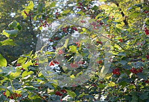 Closeup of berry bush with green leaves