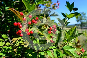 Closeup of berry bush with green leaves