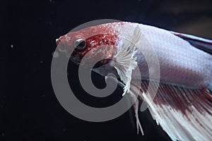 closeup betta fish big ear