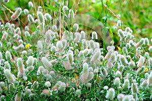 Closeup of beutiful fluffy flowers of Rabbits foot or hare`s foot clover - Trifolium arvense - after the rain, with waterdrops photo