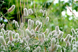 Closeup of beutiful fluffy flowers of Rabbits foot or hare`s foot clover - Trifolium arvense - after the rain, with waterdrops