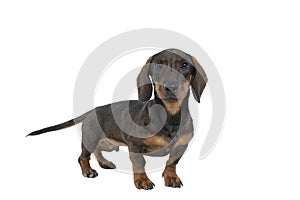 Closeup of a bi-colored black and tan wire-haired Dachshund dog  full body looking at the camera isolated on a white background