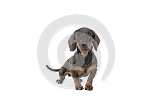 Closeup of a bi-colored black and tan wire-haired Dachshund dog  full body looking at the camera isolated on a white background