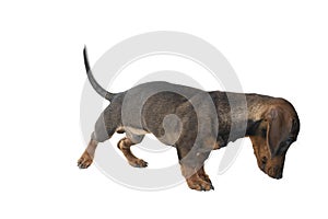 Closeup of a bi-colored black and tan wire-haired Dachshund dog  full body looking down isolated on a white background