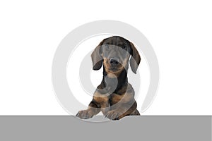 Closeup of a bi-colored black and tan wire-haired Dachshund dog isolated on a white background with a grey underground