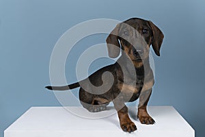 Closeup of a bi-colored wire-haired Dachshund dog isolated on a blue background