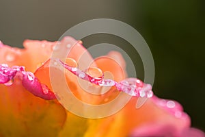Closeup of a bicolored rose, pink and orange, with raindrops