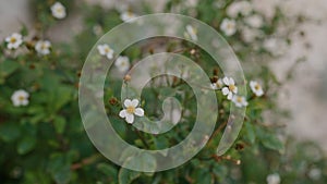 closeup bidens pilosa flowers on a medierranean coast photo