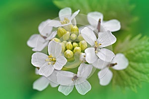 Closeup on the biennial white flower of garlic mustard, Alliaria petiolata