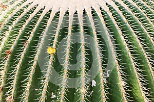 Closeup of a big barrel cactus in a botanical garden photo